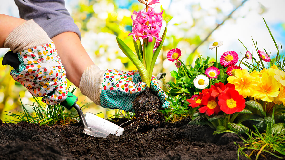 A woman planting brightly colored flowers with small garden shovel