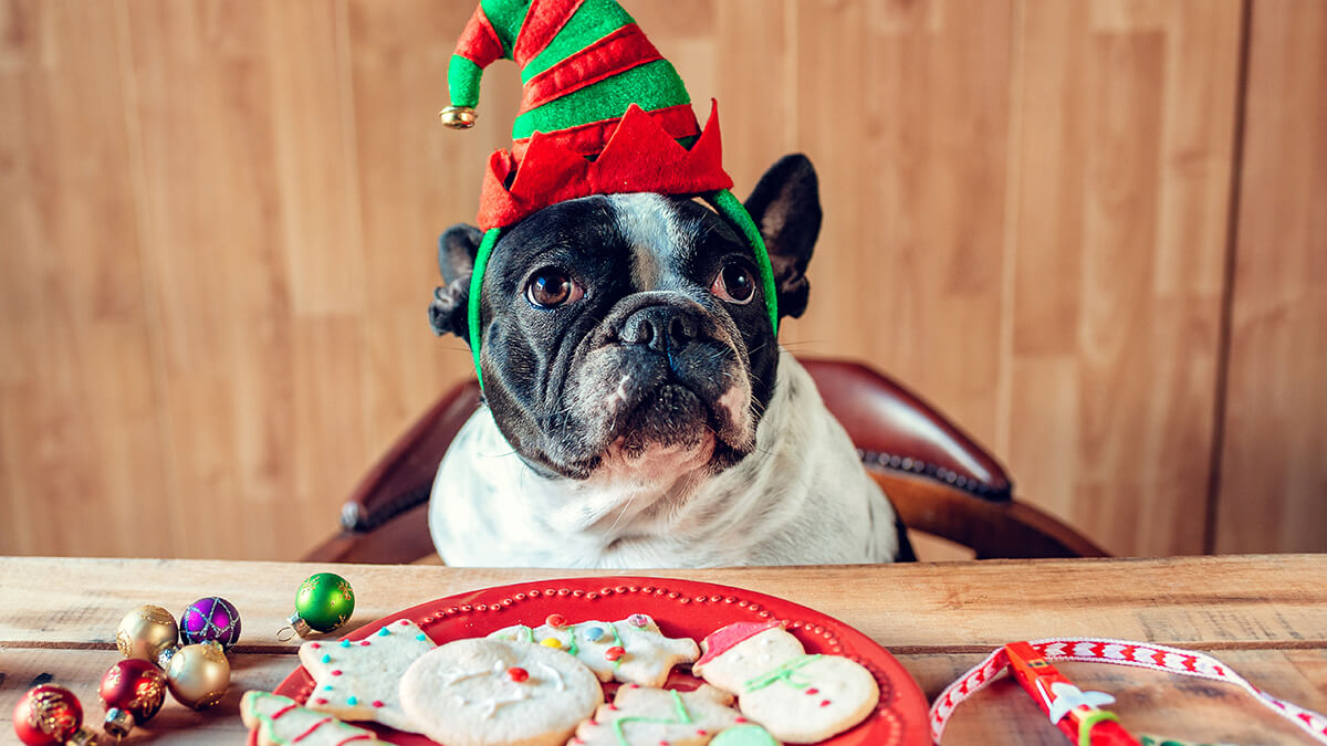 A dog wearing an elf hat with a plate of christmas cookies in front