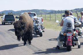 A buffalo standing in the middle of the road with motorcyclist stopped around it