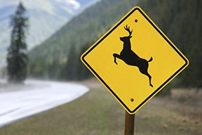 A deer crossing sign
