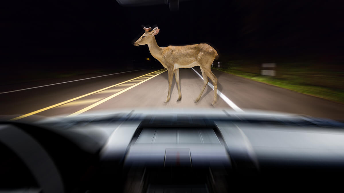 A deer frozen still by the oncoming car's headlights