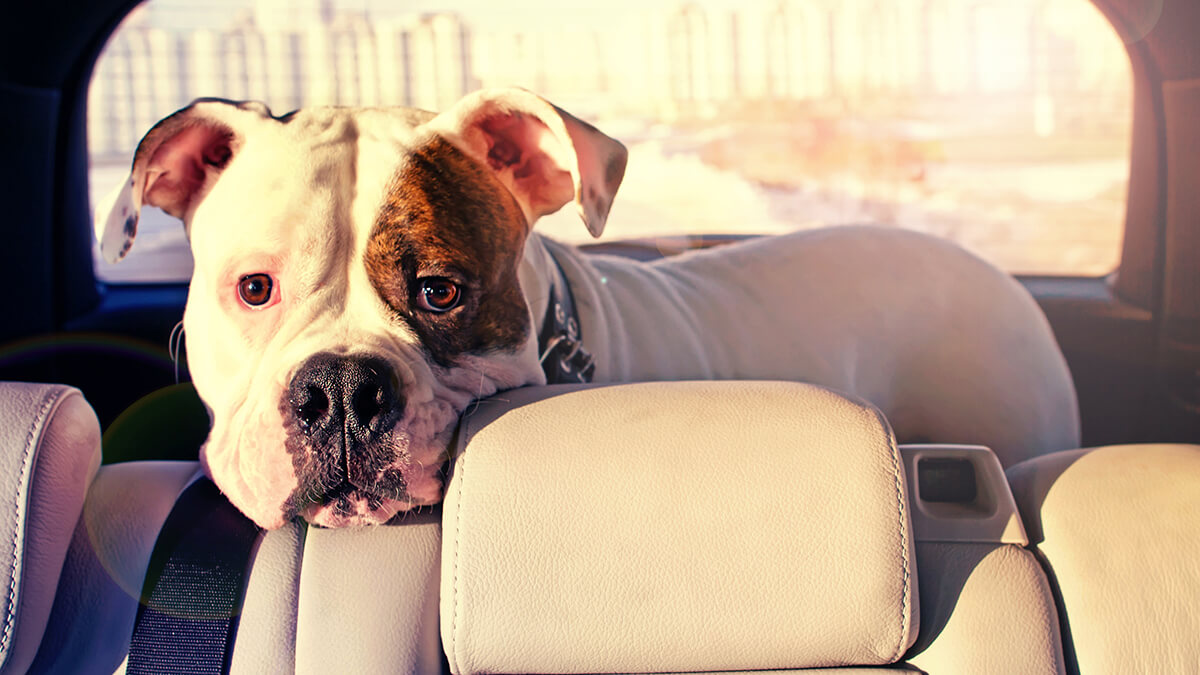A dog buckled up with a dog seat belt