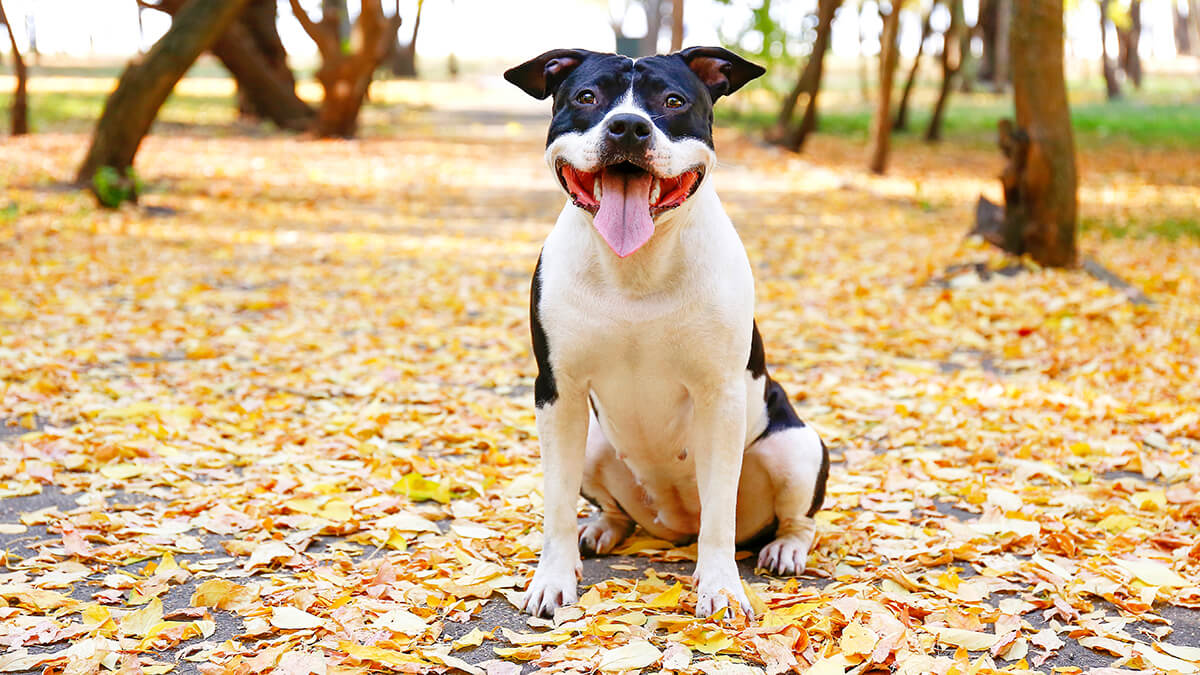 Black and White dog sitting amongst brightly colored leaves