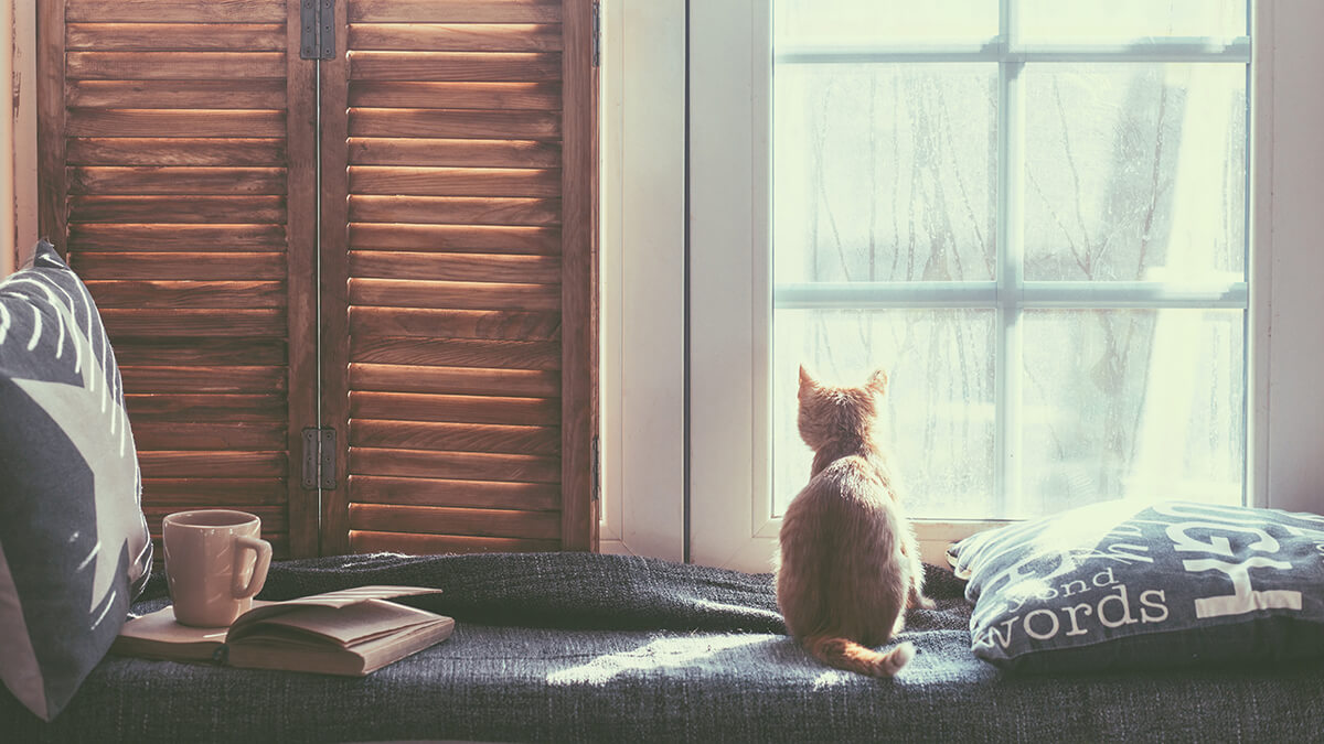 A view of an cat sitting in front of a window on window seat
