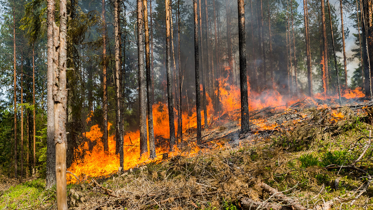 An active forest fire with billowing smoke