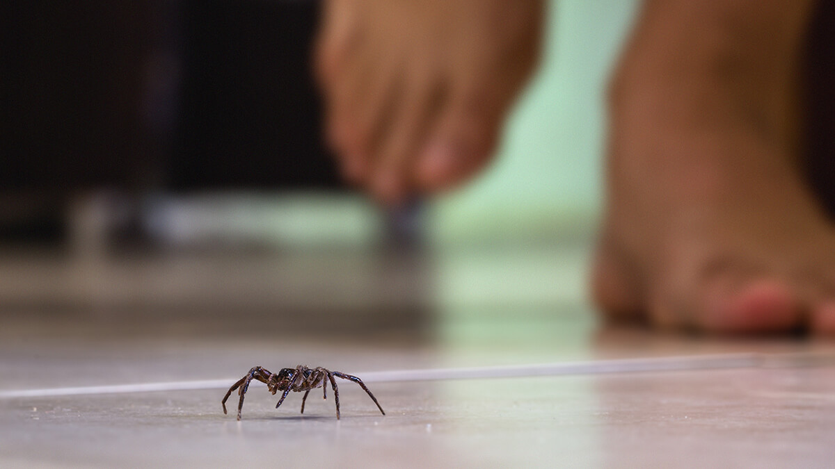Vacuuming Spiders: Deadly or Safe?