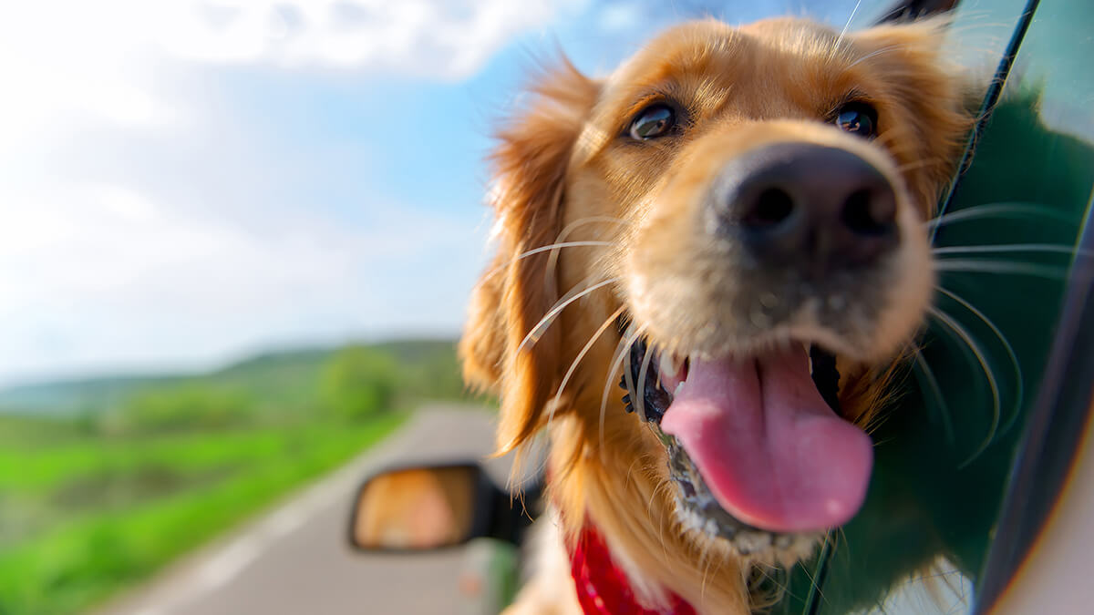 Golden Retriever with head out of the window of the car