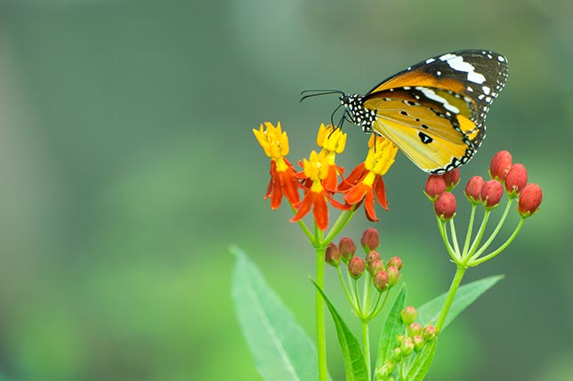 A butterfly sitting on flowers 
