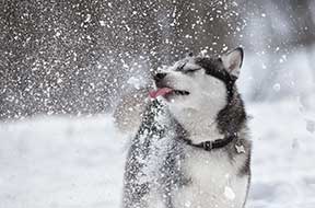 Dog wearing a collar with snow falling