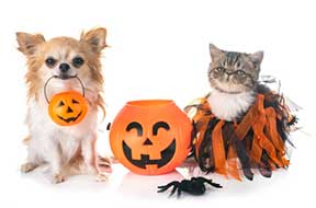 A dog and cat dressed up for trick-or-treating