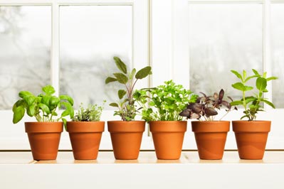 A group of potted plants containing different herbs
