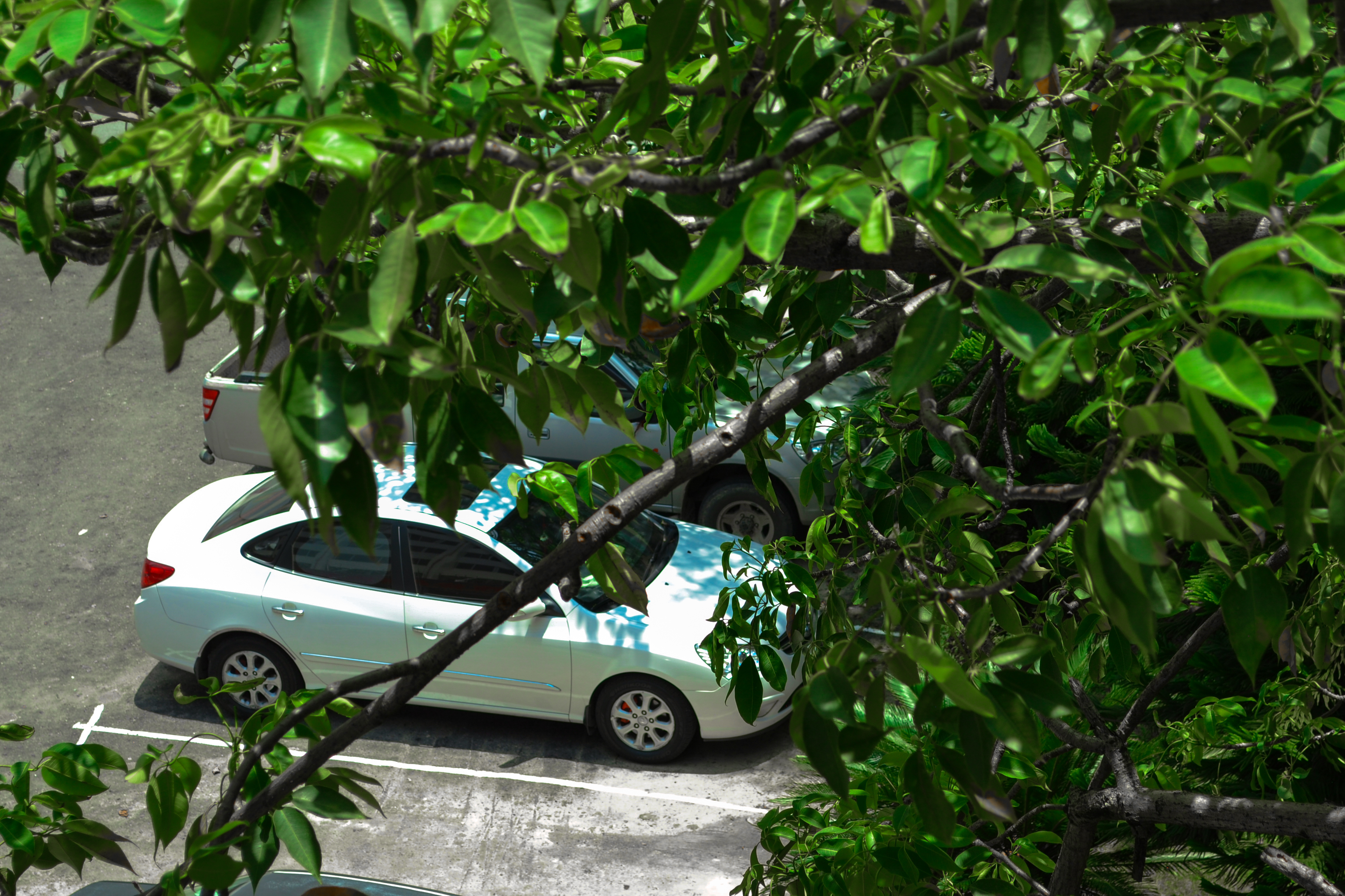Be cautious of trees during a hailstorm. Their branches can fall on your car, causing extra damage.