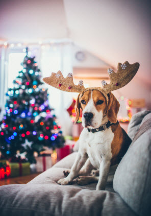 Beagle sitting on sofa wearing antlers with a christmas tree and presents in the background