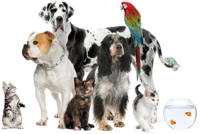 An assorted group of pets