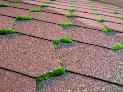Shingles covered in moss algea